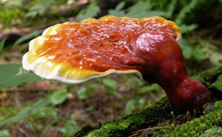 Ganoderma tsugae, side view of an actively growing fruiting body.